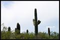 CRW_8931 Prickly giants